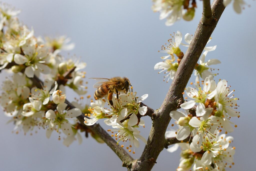 blossoms, honey bee, pollination, tree, bee, spring, nature, close up, world bee day, honey bee, honey bee, honey bee, bee, bee, bee, bee, bee