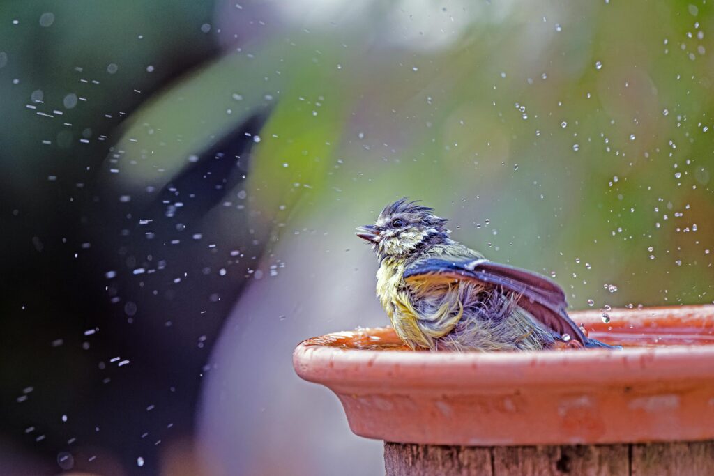 A vibrant bird enjoys a refreshing bath in a garden water dish.