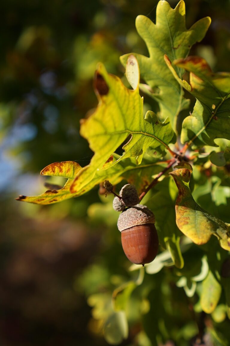 oak, nature, quercus, acorn, leaves, autumn leaves