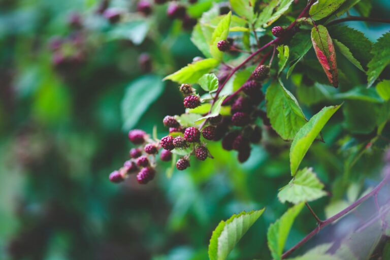 Macro photo of ripe and unripe blackberries on a green shrub branch.