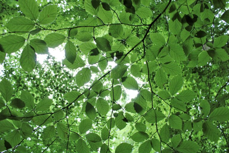 A lush canopy of green leaves in Mølholm, Denmark, highlighting natural beauty.