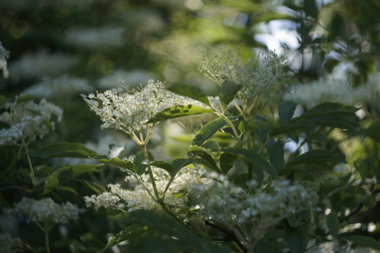 Beautiful elderflower blossoms in a sunlit garden with lush green leaves.