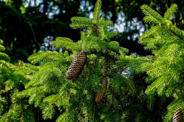 Detailed capture of a Norway spruce branch with pine cones showcasing rich green needles in sunlight.