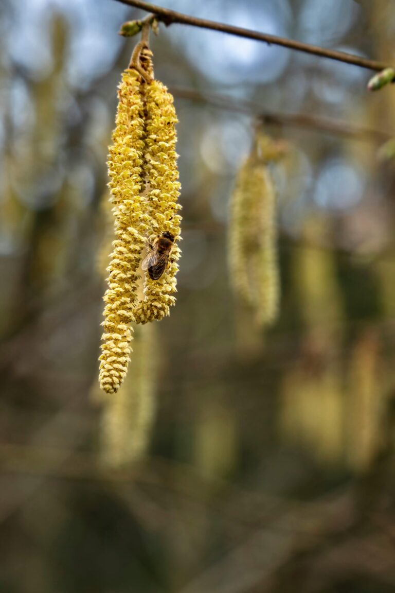 Close-up of a bee collecting pollen on a catkin during springtime.