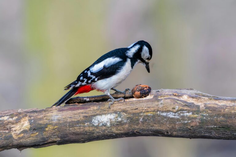 Close-up of great spotted woodpecker on a branch with a nut, highlighting wildlife behavior.