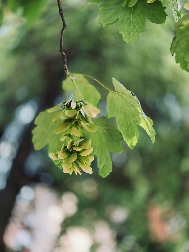 Captivating close-up of lush green maple leaves with winged seed pods on a blurred background.