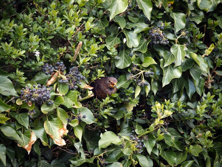 A blackbird sits camouflaged among lush ivy and ripe berries in a natural setting.