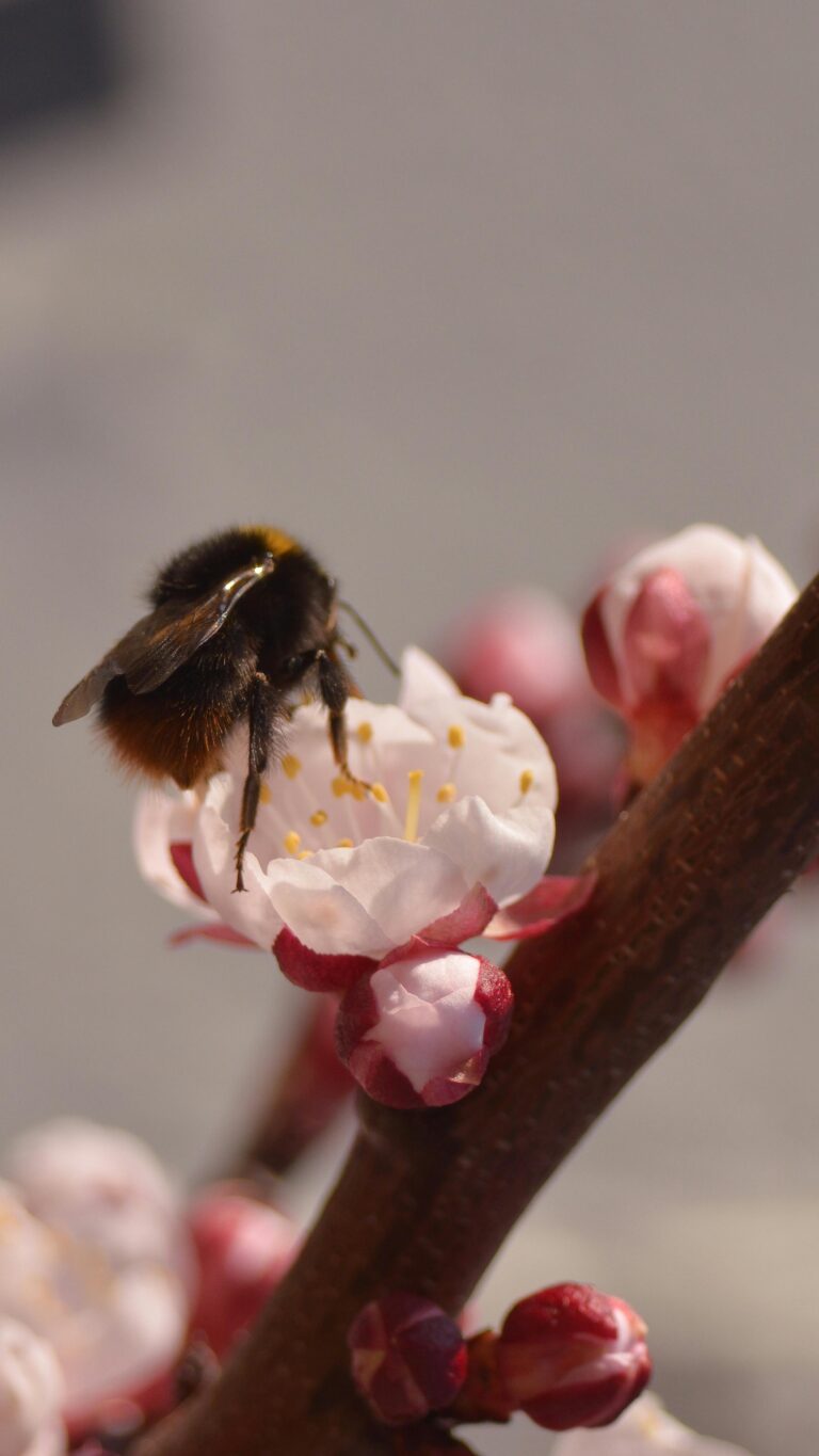A bumblebee collecting nectar from a peach blossom in early spring.
